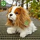 Plush Dog Kint Charles Spaniel sitting 25 cm.
