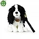 Plush Dog Cavalier King Charles Spaniel with a leash sitting 27 cm.