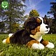 Plush dog Bernese Mountain Dog lying down 23 cm.