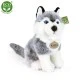 Plush Husky 30 cm. sitting