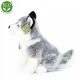 Plush Husky 30 cm. sitting