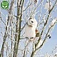 Plush Owl 17 cm. colored
