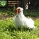 Plush White Rooster 33 cm.