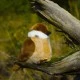 Plush Sparrow 13 cm.