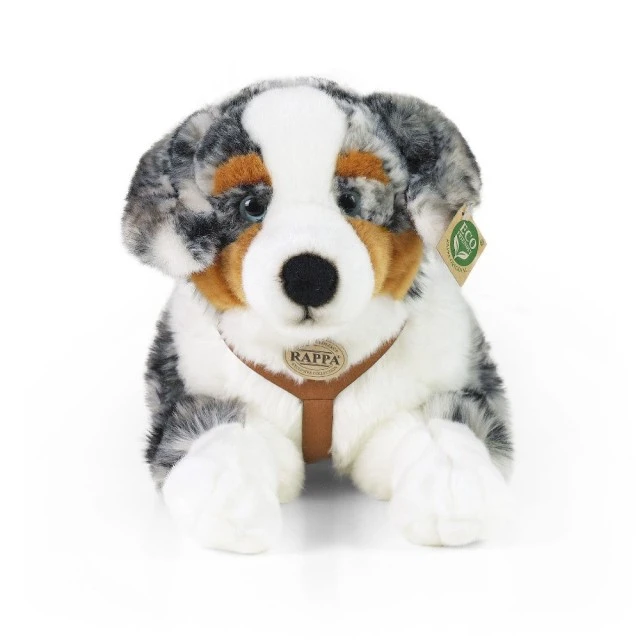 Large dog Australian shepherd with breastplate 61 cm. lying down
