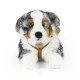 Large dog Australian shepherd with breastplate 61 cm. lying down