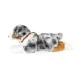 Large dog Australian shepherd with breastplate 61 cm. lying down