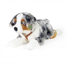 Large dog Australian shepherd with breastplate 61 cm. lying down