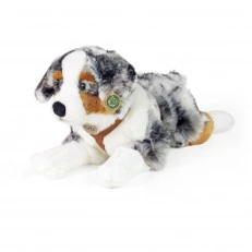 Large dog Australian shepherd with breastplate 61 cm. lying down