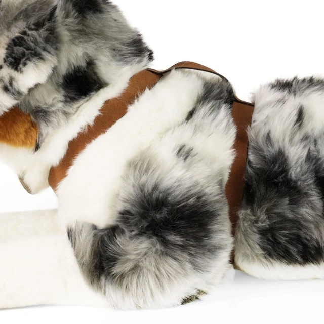 Large dog Australian shepherd with breastplate 61 cm. lying down