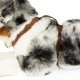 Large dog Australian shepherd with breastplate 61 cm. lying down