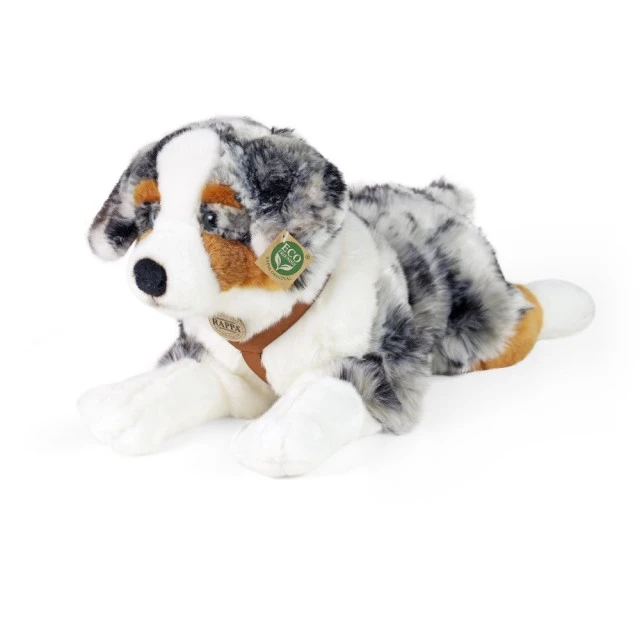 Large dog Australian shepherd with breastplate 61 cm. lying down