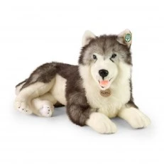 Large dog Siberian husky 60 cm lying down
