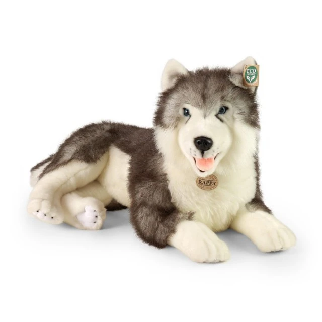 Large dog Siberian husky 60 cm lying down