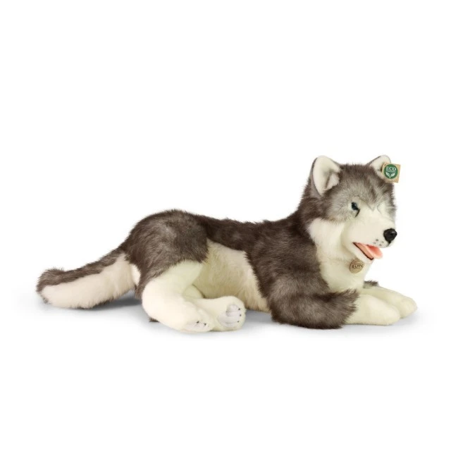 Large dog Siberian husky 60 cm lying down