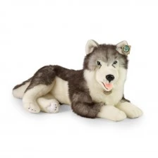 Large dog Siberian husky 60 cm lying down