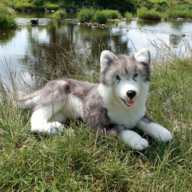 Large dog Siberian husky 60 cm lying down