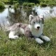 Large dog Siberian husky 60 cm lying down