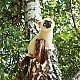 Plush Siamese cat sitting 30 cm.
