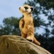 Plush Meerkat standing 30 cm.