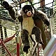 Plush Spider Monkey 30 cm.