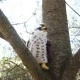 Plush Hawk 23 cm.