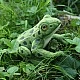 Plush toy Frog 19 cm.