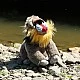 Plush Eco toy Mandrill standing 28 cm.
