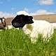 Plush Sheep 27 cm. standing black and white