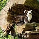 Plush Squirrel 39 cm. Eco Friends series