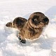 Plush Brown Seal 24 cm. Eco Friends series