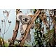 Nils Koala Size: 30 cm Class: Friends
