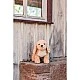 Berno Goldendoodle Size: 36 cm Class: Friends