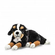 Senni Bernese mountain dog Size: 45 cm Class: Originals