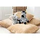 Zora zebra Size: 30 cm Class: Friends